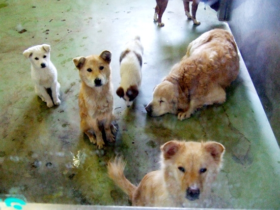 160507dogs-and-cats01[1].jpg