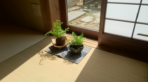 kokedama.png