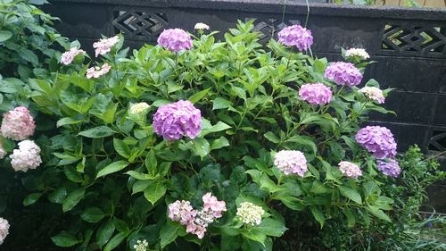 DSC_0011.JPG