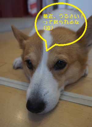 モナ寂しげ.png