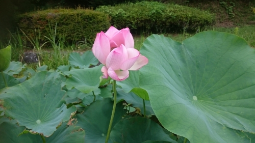 DSC_0544.JPG