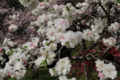 genpei-shidare-5618.jpg