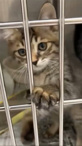 猫4.jpg