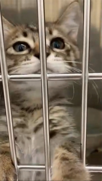 猫5.jpg