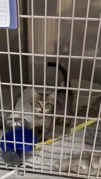 猫3.jpg