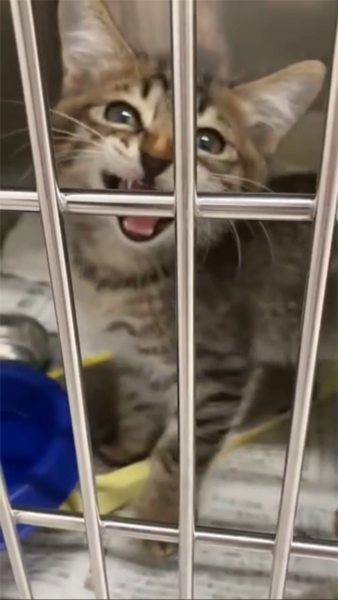 猫2.jpg