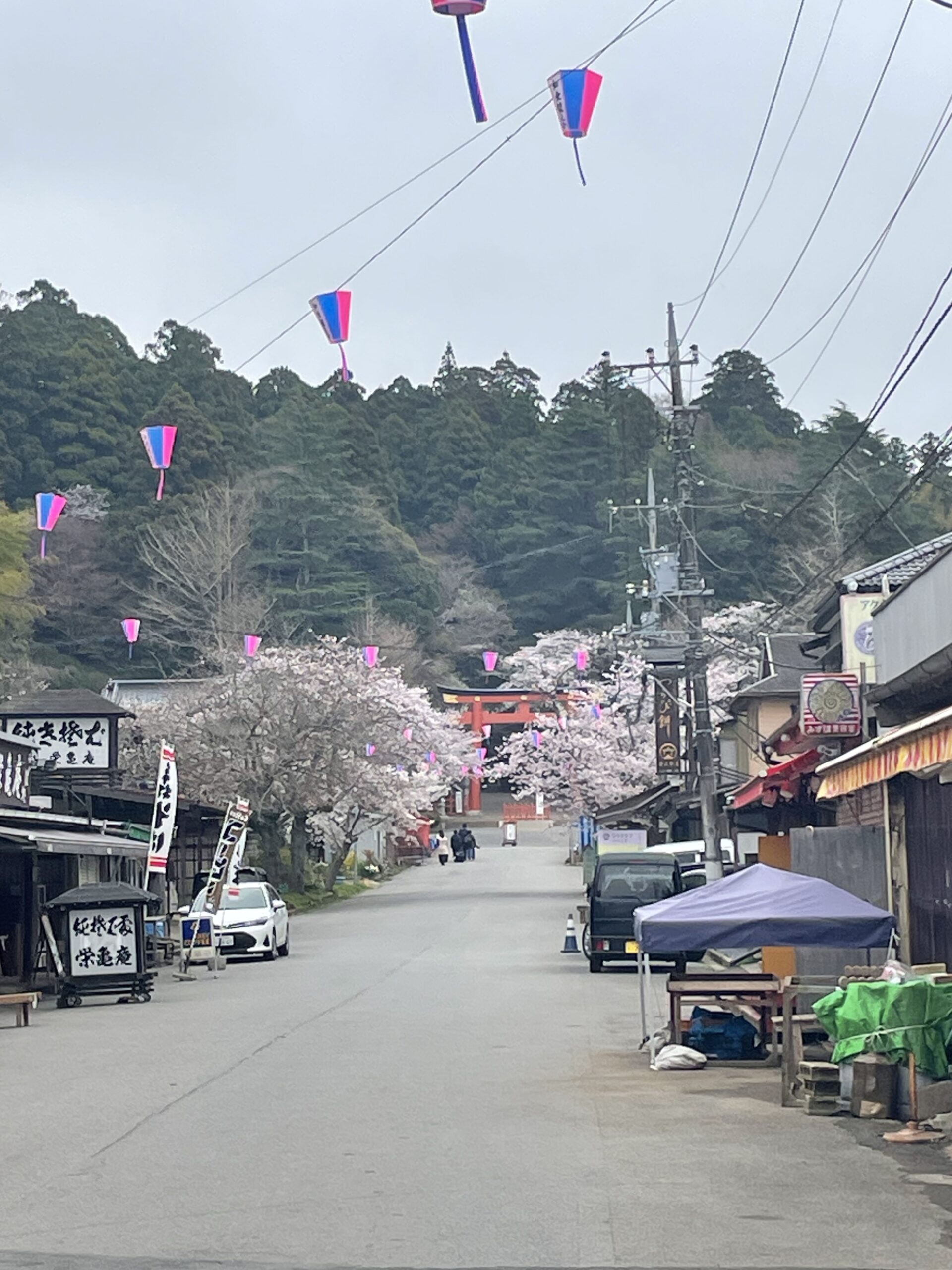 su_sakura02.JPG