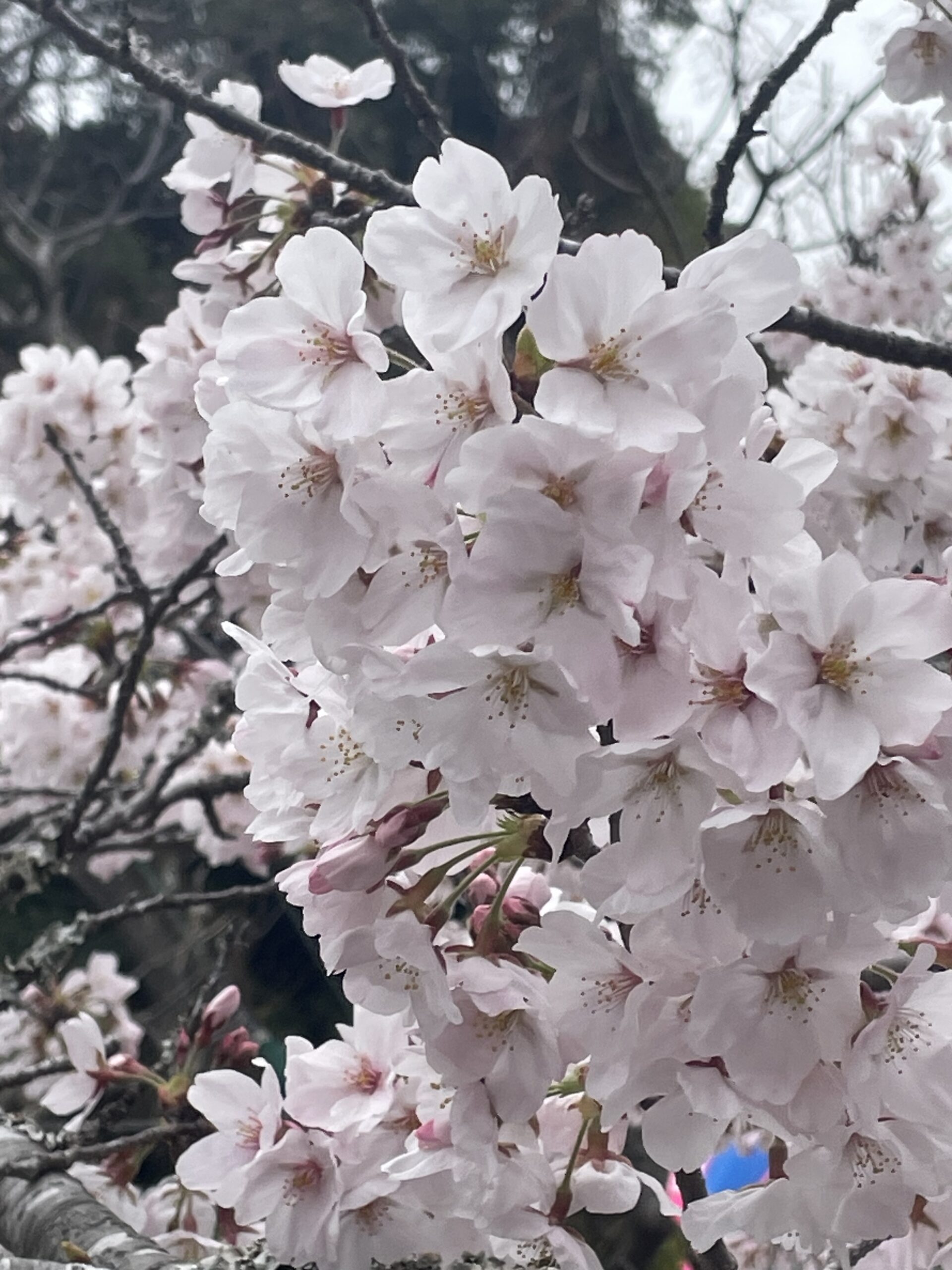 su_sakura03.JPG