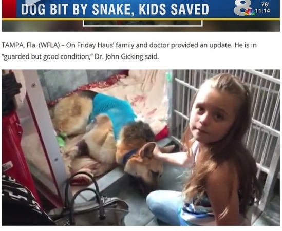 7歳女児を毒ヘビから守った忠犬
