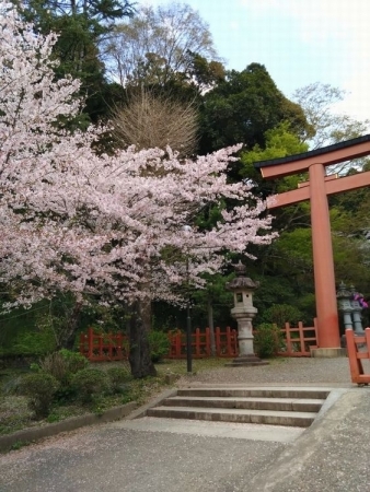 桜満開！！香取神宮を散策してきました～～!(^^)!