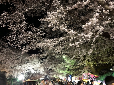 桜を見てきました(*'▽')
