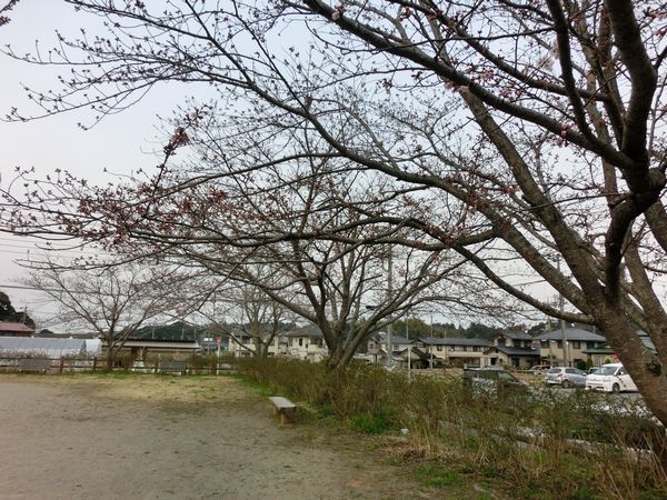 桜の散歩