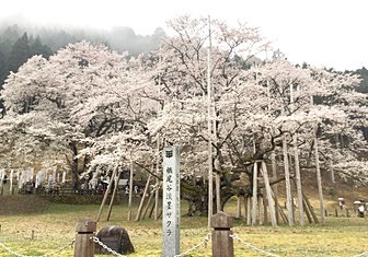 日本三大桜～
