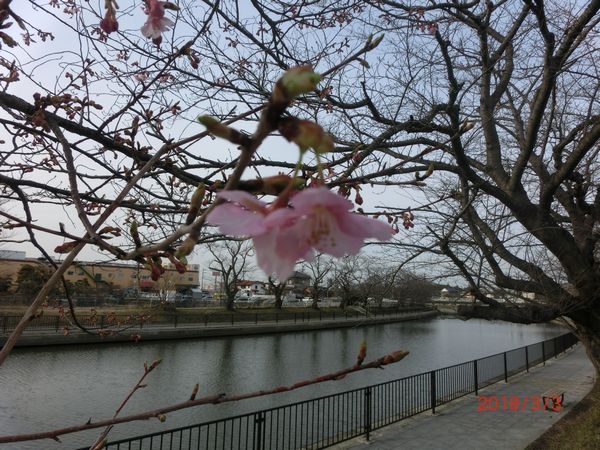 180303桜 (2).JPG