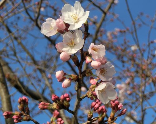 佐原の桜