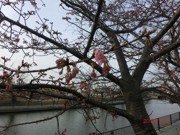 180303桜 (1).JPG